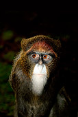 PRM 02 GL0006 01
Portrait Of Brazza's Monkey Female