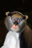 PRM 02 GL0007 01
Portrait Of Campbell's Monkey