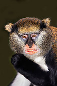PRM 02 GL0008 01
Portrait Of Campbell's Monkey Showing Teeth