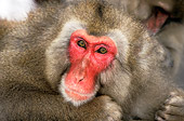 PRM 02 GL0009 01
Head Shot Of Japanese Macaque