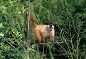 PRM 02 GL0010 01
Brown Capuchin Climbing On Tree Branch In Jungle
