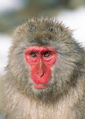 PRM 02 GL0011 01
Head Shot Of Japanese Macaque