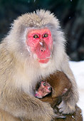 PRM 02 GL0012 01
Japanese Macaque Mother And Baby Sitting In Snow
