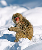 PRM 02 GL0013 01
Young Japanese Macaque Holding Snowball