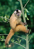 PRM 02 GL0014 01
Brown Capuchin Climbing Tree In Jungle