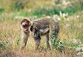 PRM 02 GL0015 01
Barbary Macaque Yawning On Grass