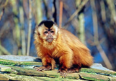 PRM 02 GL0017 01
Tufted Capuchin Sitting On Rocks