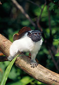 PRM 02 GL0018 01
Portrait Of Pied Tamarin Climbing On Tree Branch