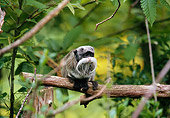 PRM 02 GL0019 01
Emperor Tamarin Sitting On Branch