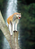 PRM 02 GL0020 01
Patas Monkey Calling From Tree Trunk