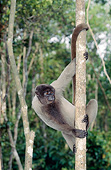 PRM 02 GL0021 01
Brown Woolly Monkey Climbing Tree In Pantanal, Brazil