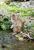 PRM 02 GL0022 01
Long-Tailed Macaque Sitting At Edge Of Stream