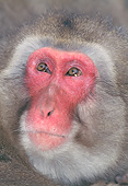PRM 02 GL0023 01
Head Shot Of Japanese Macaque