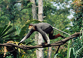 PRM 02 GL0024 01
Red-Shanked Douc Langur Walking Along Tree Branch Indonesia