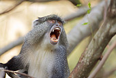 PRM 02 HP0001 01
Close-Up Of Capuchin Monkey Calling In Tree Zululand, South Africa