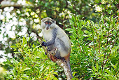 PRM 02 HP0002 01
Capuchin Monkey Calling In Tree Zululand, South Africa