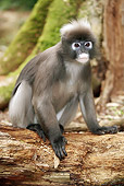 PRM 02 HP0003 01
Portrait Of Spectacled Langur Sitting On Log South Africa