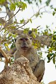 PRM 02 JM0002 01
Nicobar Long-Tailed Macaque Sitting In Tree Indonesia