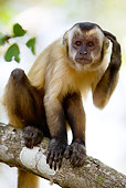 PRM 02 MC0001 01
Brown Capuchin Monkey Sitting On Tree Branch