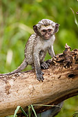 PRM 02 MC0002 01
Baby Vervet Monkey Sitting On Log In Jungle Tanzania