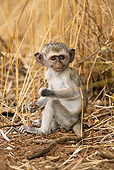 PRM 02 MC0003 01
Baby Vervet Monkey Sitting On Dirt Tanzania