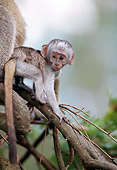 PRM 02 MC0004 01
Baby Vervet Monkey Climbing On Tree Branch Kenya