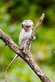 PRM 02 MC0005 01
Baby Vervet Monkey Climbing On Tree Branch