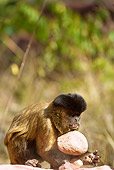PRM 02 MC0006 01
Brown Capuchin Trying To Break Open Nuts Brazil