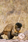 PRM 02 MC0007 01
Brown Capuchin Trying To Break Open Nuts Brazil
