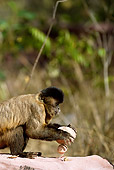 PRM 02 MC0008 01
Brown Capuchin Trying To Break Open Nuts Brazil