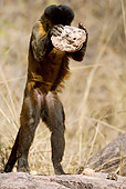 PRM 02 MC0009 01
Brown Capuchin Trying To Break Open Nuts Brazil