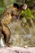 PRM 02 MC0010 01
Brown Capuchin Trying To Break Open Nuts Brazil