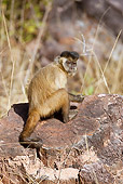 PRM 02 MC0011 01
Brown Capuchin Trying To Break Open Nuts Brazil