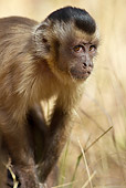 PRM 02 MC0012 01
Close-Up Of Brown Capuchin  Brazil