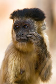 PRM 02 MC0013 01
Close-Up Of Brown Capuchin  Brazil