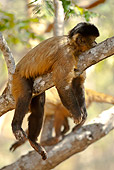 PRM 02 MC0014 01
Brown Capuchin Relaxing On Tree Branch Brazil