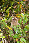 PRM 02 MC0015 01
Brown Capuchin Sitting In Tree Brazil