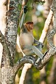 PRM 02 MC0016 01
Proboscis Monkey Sitting In Tree Borneo