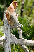 PRM 02 MC0017 01
Proboscis Monkey Sitting In Tree Borneo