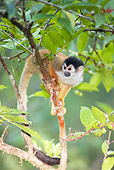 PRM 02 MC0019 01
Central American Squirrel Monkey Climbing Tree Costa Rica
