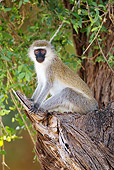 PRM 02 MC0021 01
Vervet Monkey Sitting In Tree Kenya
