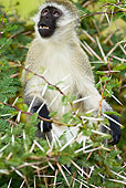 PRM 02 MC0022 01
Vervet Monkey Climbing In Tree At Ngorongoro Crater Tanzania