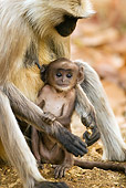 PRM 02 MC0023 01
Hanuman Langur Adult With Baby Kanha National Park In Madhya Pradesh, India