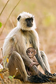 PRM 02 MC0024 01
Hanuman Langur Adult With Baby Kanha National Park In Madhya Pradesh, India