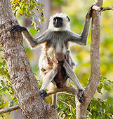 PRM 02 MC0025 01
Hanuman Langur Adult With Baby Kanha National Park In Madhya Pradesh, India