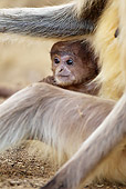 PRM 02 MC0026 01
Hanuman Langur Baby With Adult Kanha National Park In Madhya Pradesh, India