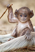 PRM 02 MC0027 01
Hanuman Langur Baby With Adult Kanha National Park In Madhya Pradesh, India