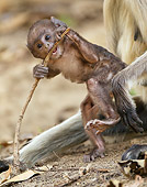 PRM 02 MC0028 01
Hanuman Langur Baby Chewing On Stick Kanha National Park In Madhya Pradesh, India