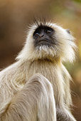 PRM 02 MC0029 01
Hanuman Langur In Bandhavgarh National Park In Madhya Pradesh, India