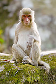 PRM 02 MC0030 01
Rhesus Macaque In Bandhavgarh National Park In Madhya Pradesh, India
